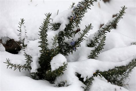 Overwintering rosemary: all about winter care - Plantura