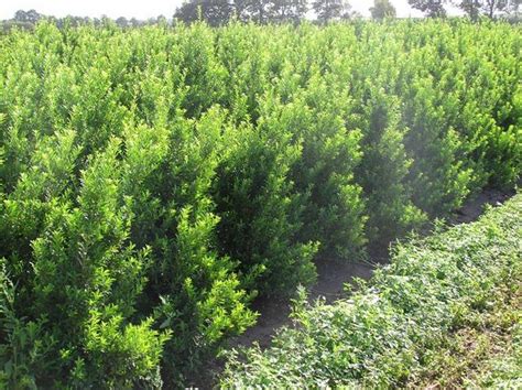 Japanische Stechpalme Ilex Crenata Maxima 80 100 Cm Im