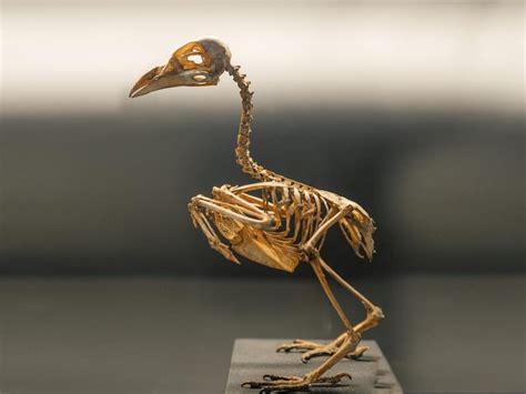 Do Birds Have Hollow Bones? (All You Need To Know) | Birdfact