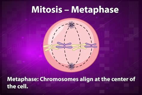 Processo De Metáfase Da Mitose Com Explicações Vetor Grátis