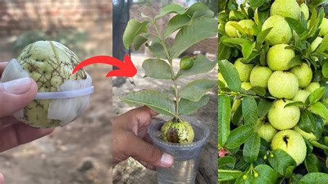 Growing Guava Tree From Guava Fruit In Water For Faster Grow With 100 Success Youtube