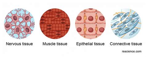 Epithelium Definition Characteristics Cell Structures Types And