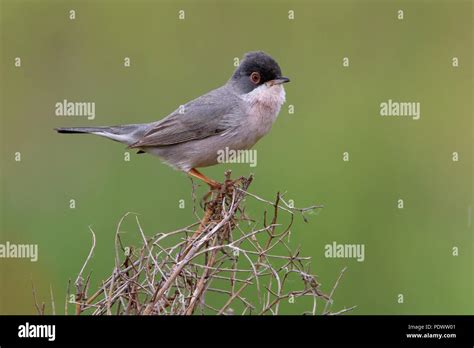 Male MÃ©nÃ©tries's Warbler in breeding habitat Stock Photo - Alamy