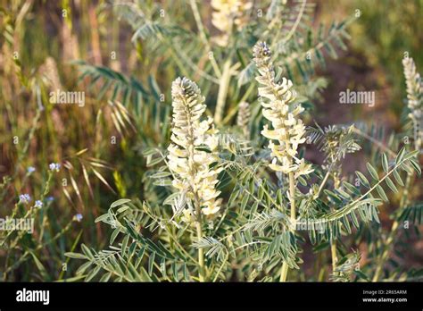 Sophora foxtail, Sophora alopecuroides, Sophora vulgaris, perennial ...