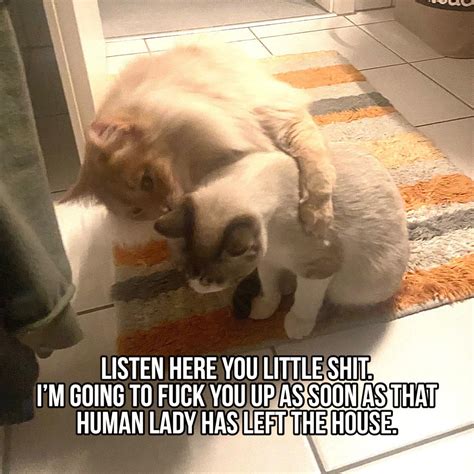 Gonna Fuck You Up R Catmemes