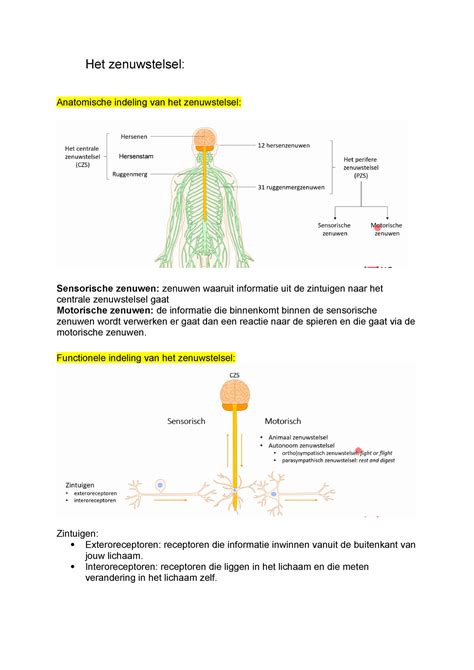 Zenuwstelsel Uitleg Afpf Het Zenuwstelsel Anatomische Indeling Van