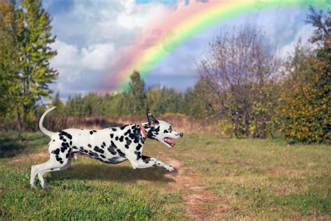 Abschied über Regenbogenbrücke 18 Trauersprüche für Hunde