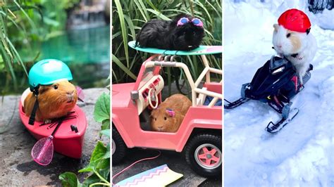 Fur Balls Inc A Guinea Pig Gang Living Their Best Lives Celebrity Pets