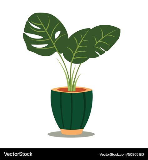 Monstera plant on flower pot house plants clipart Vector Image