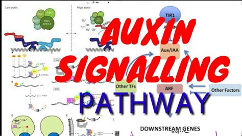 Auxin Signaling Pathway Astral Projection