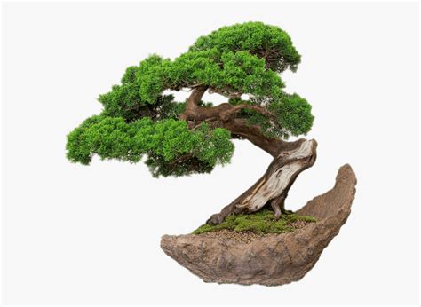 Bonsai On Stone Plate Bonsai Png Transparent Png Transparent Png