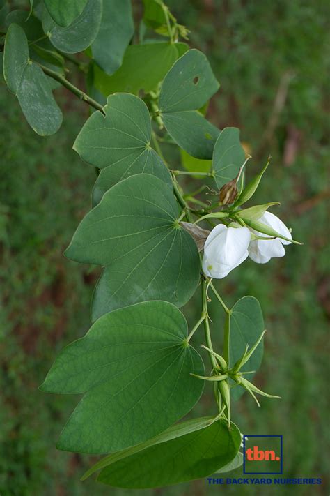 BAUHINIA ACUMINATA THE BACKYARD NURSERIES