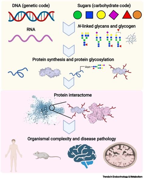 Emerging Roles Of N Linked Glycosylation In Brain Physiology And