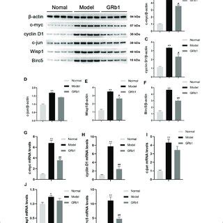 Effects Of Grb On Pathomorphology Of Dysplasia And On Gastric