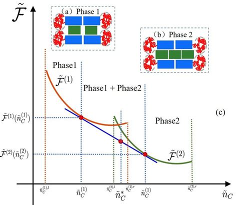 Schematic Of A Case Of The Free Energy Curve Of The Two Phase