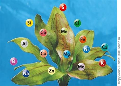 Удобрения: минеральные, бактериальные и органические удобрения