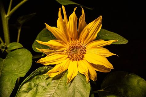 Yellow Sunflower On Black Background Stock Image Image Of Healthy Organic 253555365