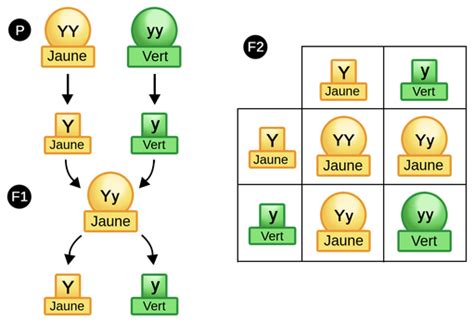 L Hybridation Labster Theory