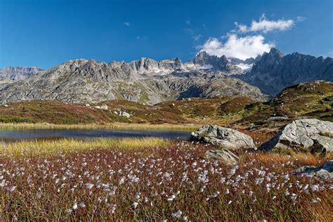 Cotton Grass Fields Landscape Near The Susten Pass Andreas Lanz