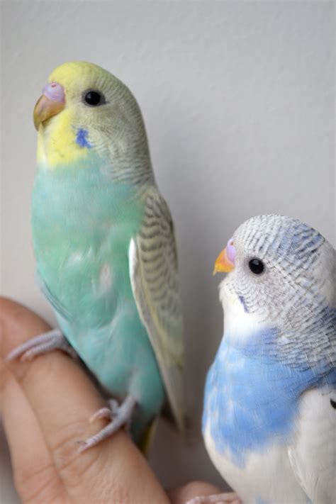 Cute Baby Budgies