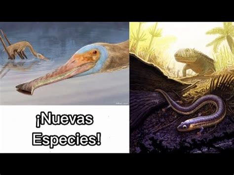 Nuevas Especies De Criaturas Prehist Ricas Descritas En Enero