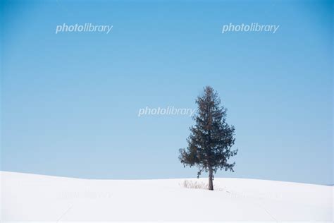 雪の丘の上の松の木と青空 美瑛町 写真素材 5821293 フォトライブラリー Photolibrary