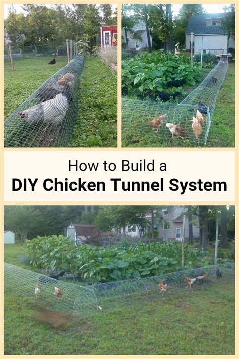 Chicken Tunnel 4 Step Project For Happy Fowls Chicken Diy Chicken