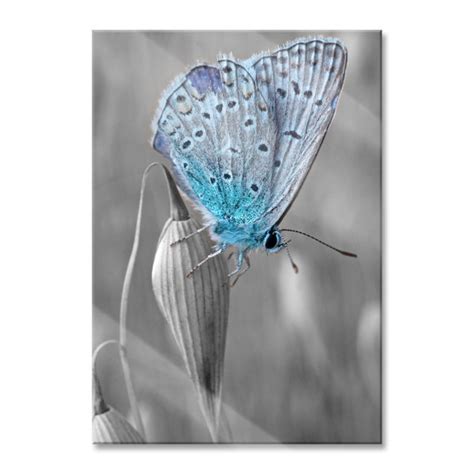 Sommerallee Glasbild Wunderschöner Blauer Schmetterling Wayfair de