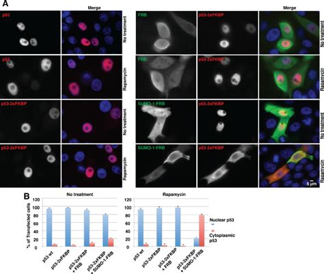 Rapamycin Mediated Heterodimerization Of P And Sumo Promotes P