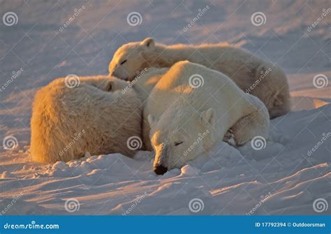 Polar Bear Sleeping with Her Cubs Stock Photo - Image of white, group ...