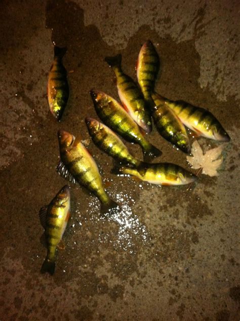 Night of Perch fishing. | Perch fishing, Fish, Fishing women