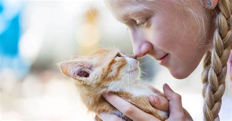 175 Blonde Cat Names Find Cat Names