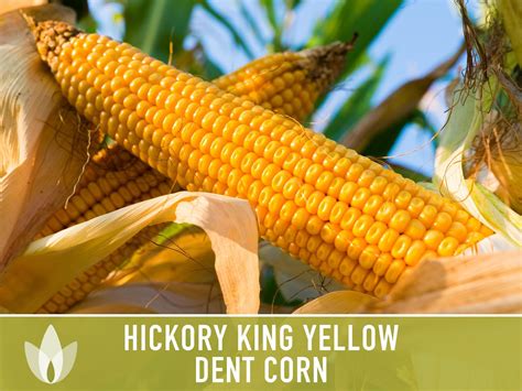 Zea Mays Hickory King Is One Of The Oldest Types Of Cultivated Corn