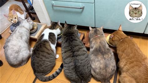 【保護猫多頭飼い】家族になった6匹の保護猫（元野良猫）の日常が可愛い過ぎました Youtube