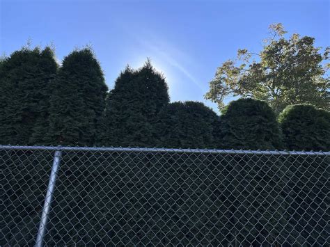 Emerald Green Arborvitae Spacing Planning Your Hedge For Optimal Growth