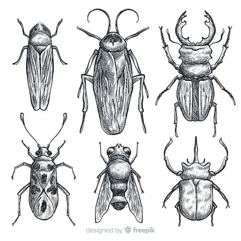 Set Bocetos De Insectos Realistas Dibujados A Mano Vector Gratis