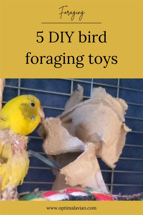 Diy Foraging Toys For Parrots Optimal Avian