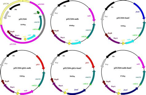 Plasmid Maps Of The Shuttle Vector And Expression Vectors Pzgx04