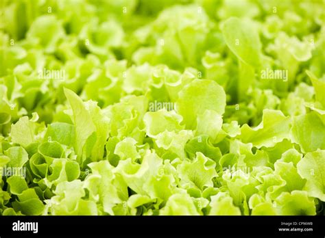 Baby Leaf Lettuce Lollo Bionda Loose Leaf Lactuca Sativa Stock