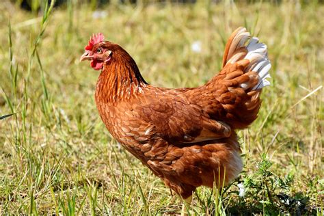 Poules Pondeuses Orford