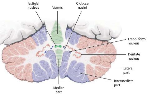 Neuro Lecture 39 The Cerebellum Flashcards Quizlet