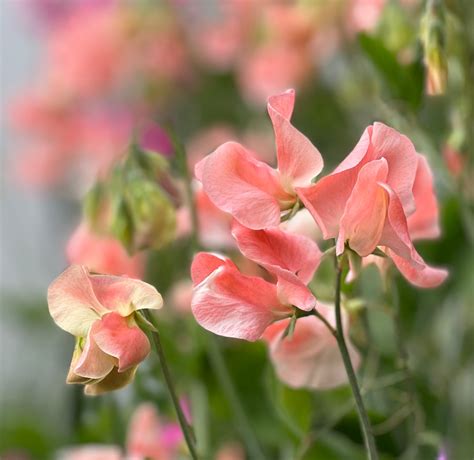 Sweet Pea Apricot Queen Fraiche Flower Farm
