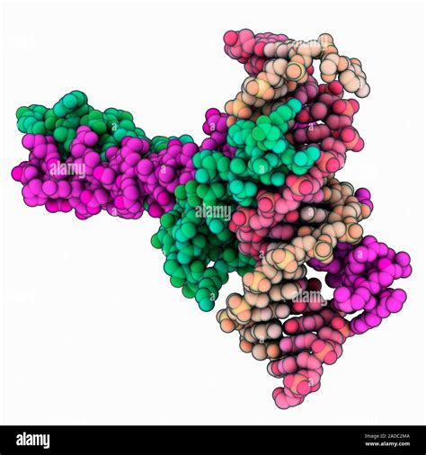 Myc And Max Proteins Complexed With Target DNA Deoxyribonucleic Acid