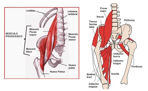 Anatomía de los músculos de las piernas la guía definitiva La Guía