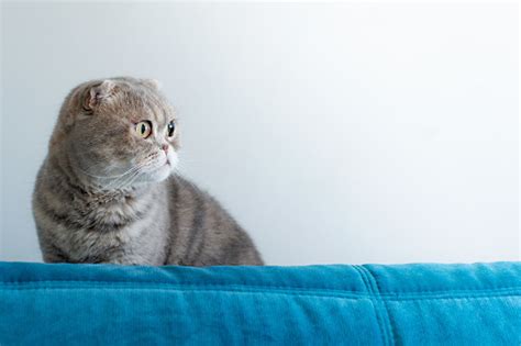 Beautiful Scottish Fold Silver Tabby Portrait Stock Photo - Download ...