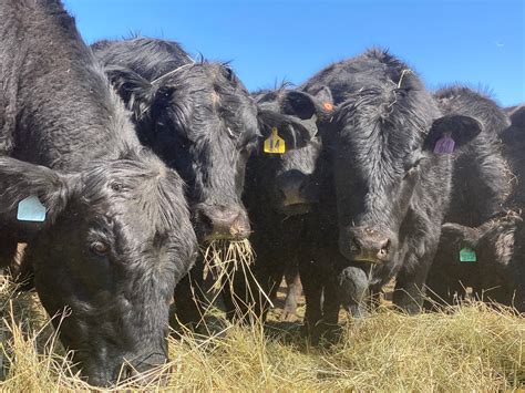 American Rancher Beef