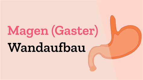 Wandaufbau Des Magens Histologie Und Schichtaufbau Des