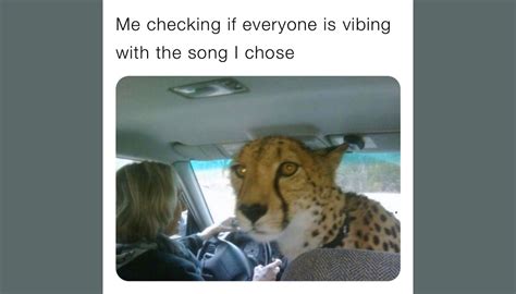 Say My Meme - Meme: Aux Cord Cheetah