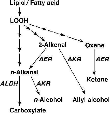 Pathways Of Detoxification Of Lipid Peroxide Derived Reactive Carbonyls