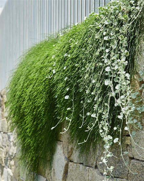 Gorgeous Casuarina ‘cousin It And Dichondra ‘silver Falls Spilling